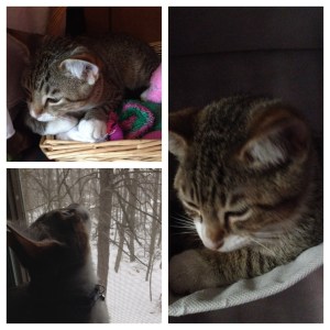 Our newest member of the family, our dear kitten, Jingles.